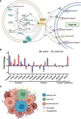 Frontiers The Prostaglandin E Pathway And Breast Cancer Stem Cells